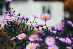 Asters are great low maintenance plants in Canada