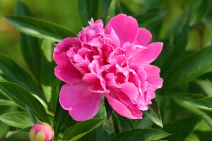 Despite its vivid pink colour, Peony is a low-maintenance plant in Canada too