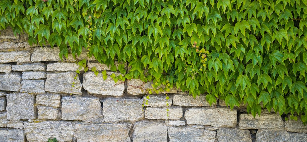 garden armour stone with plants