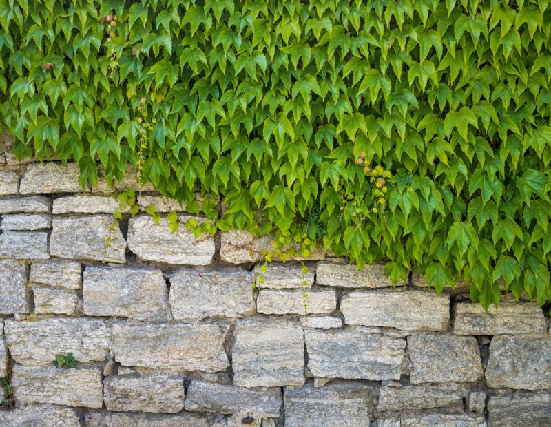 garden armour stone with plants