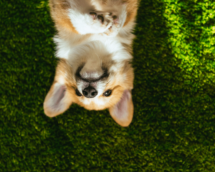 A happy dog laying on artificial turf