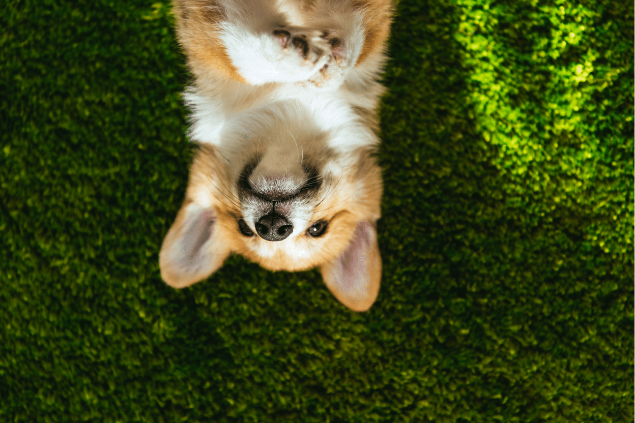 A happy dog laying on artificial turf