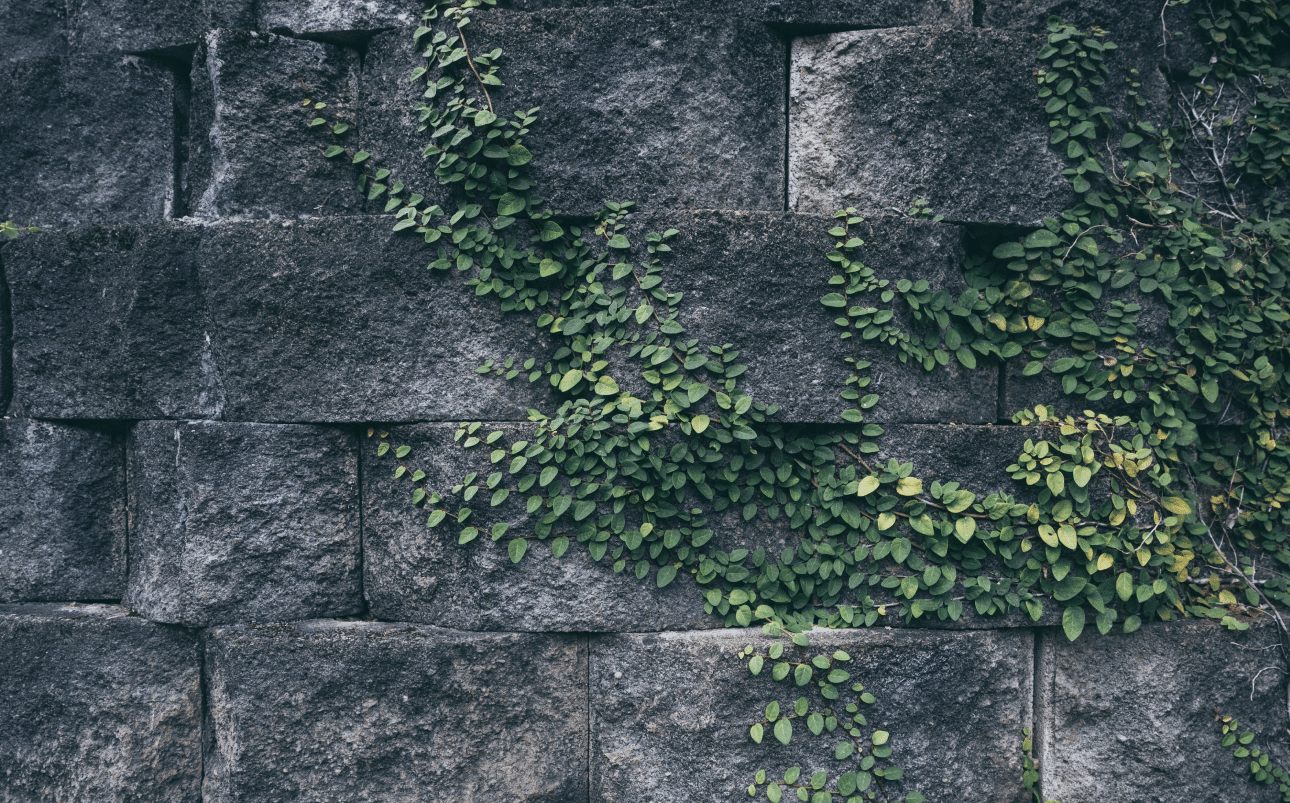 Block retaining wall with plants