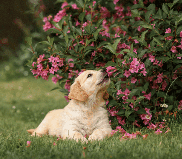 Dog sniffing flowers on a bush