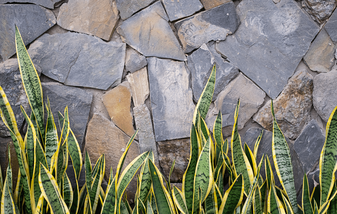 Flagstone retaining wall with plants
