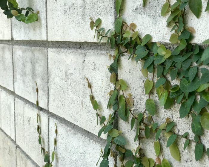 interlocking retaining wall with greenery