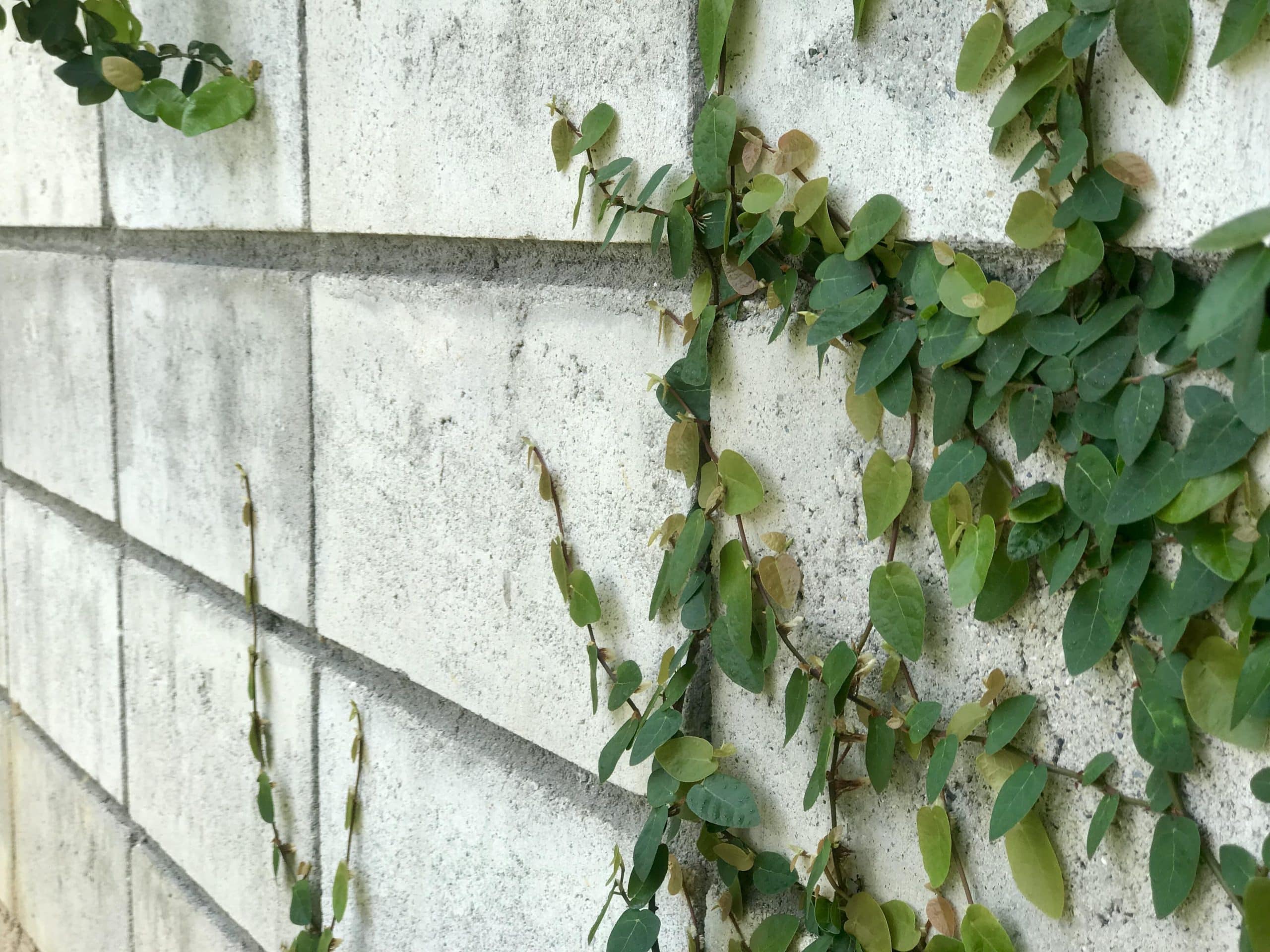 interlocking retaining wall with greenery