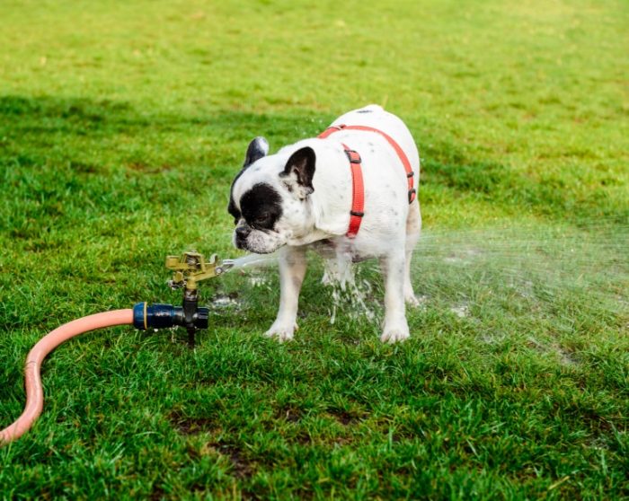 dog playing with lawn sprinkler