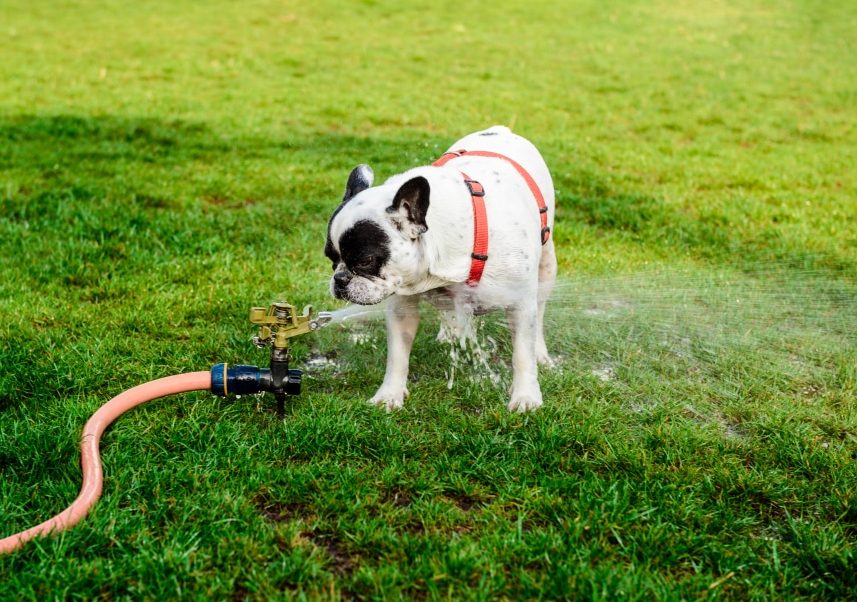 dog playing with lawn sprinkler