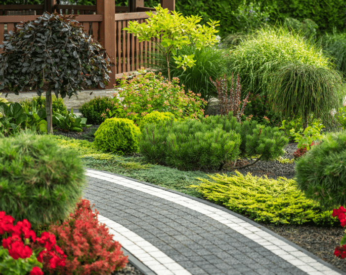 A backyard with lush plants