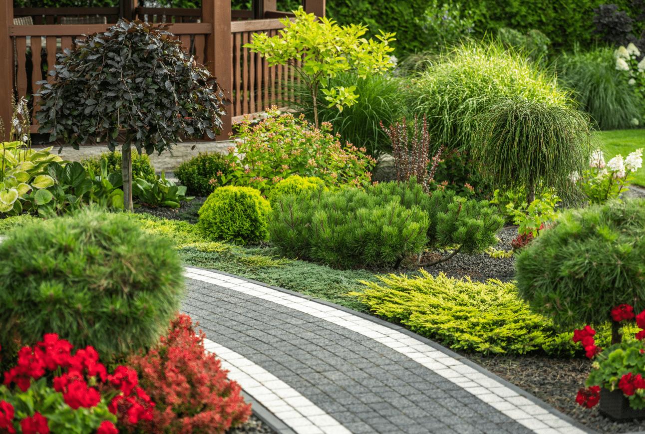 A backyard with lush plants