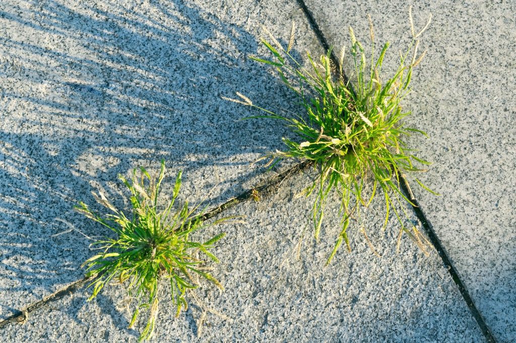 weeds-on-interlocking-pavers