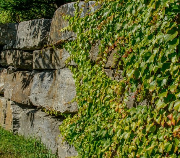 retaining wall with trailing plants