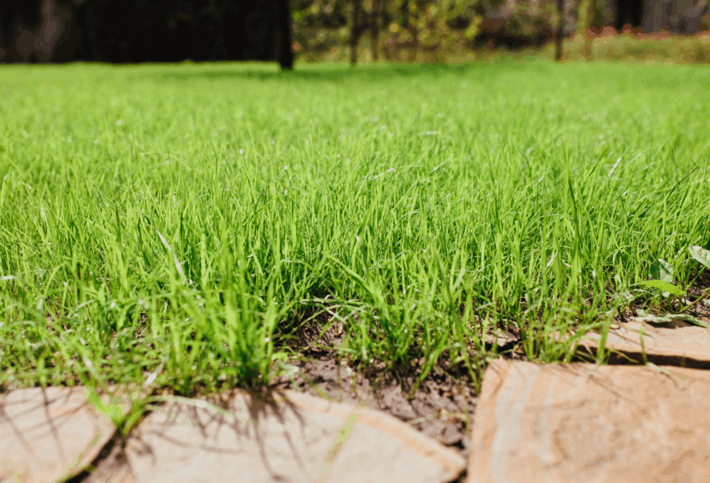 Seeded lawn