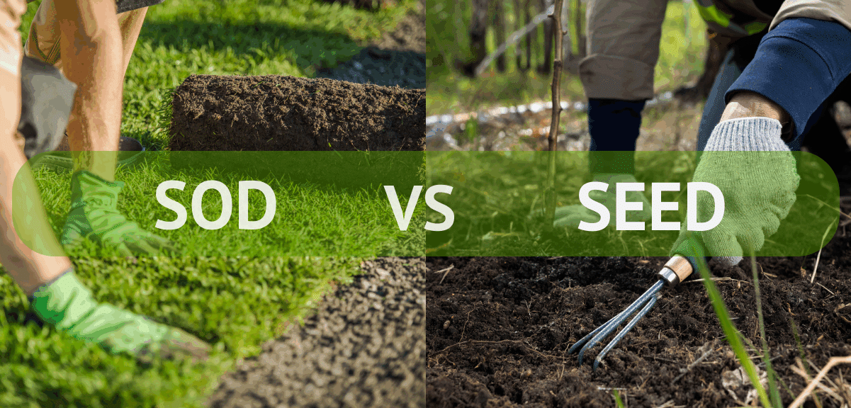 Sodding or seeding process