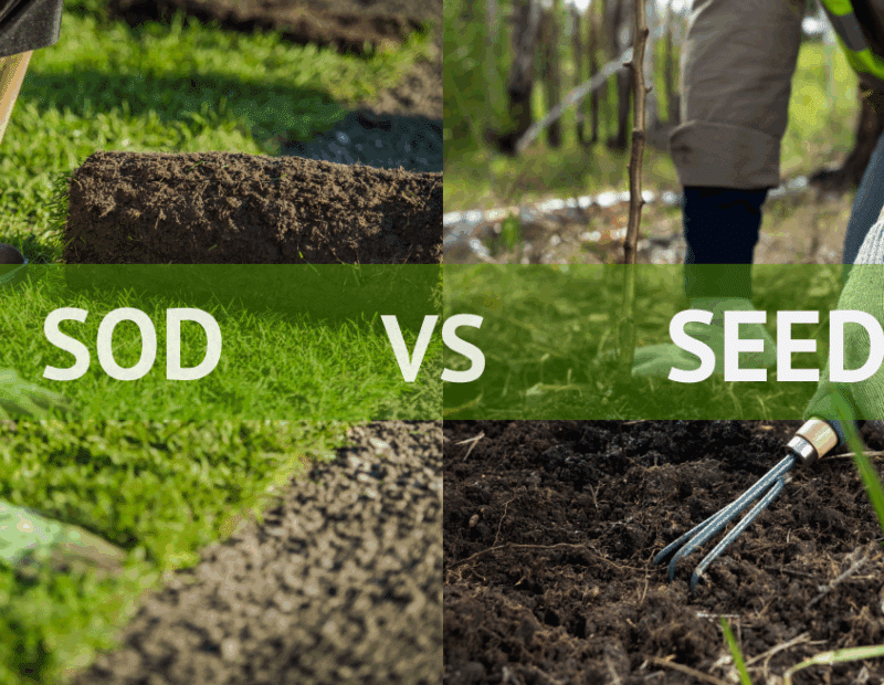 Sodding or seeding process
