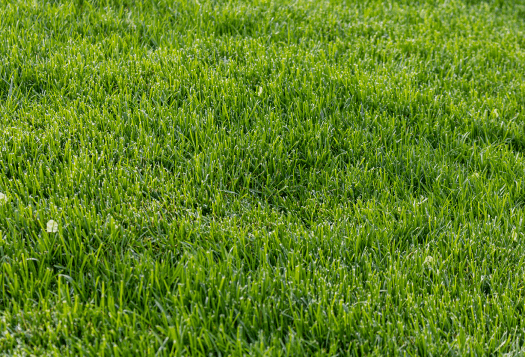 sodded lawn
