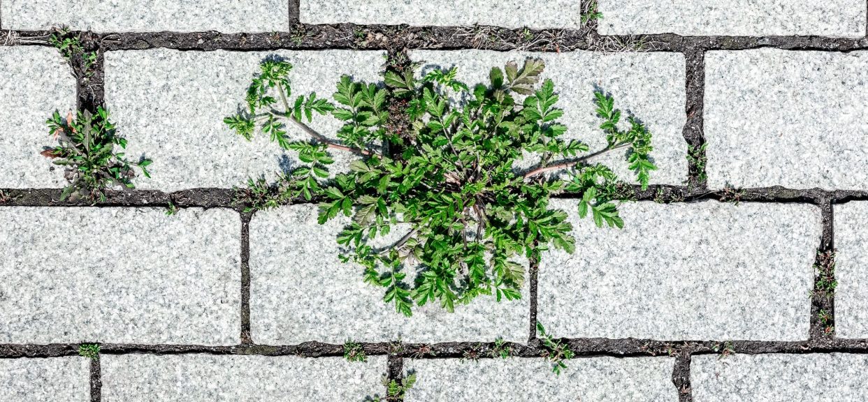 weeds growing between pavers