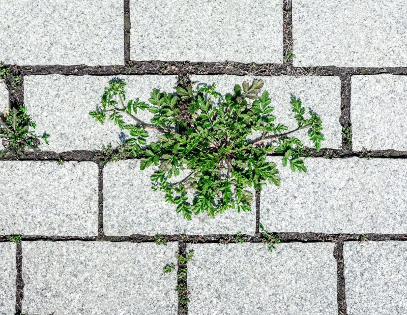 weeds growing between pavers