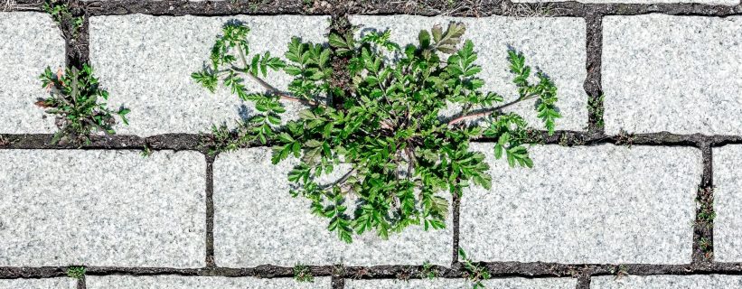 weeds growing between pavers