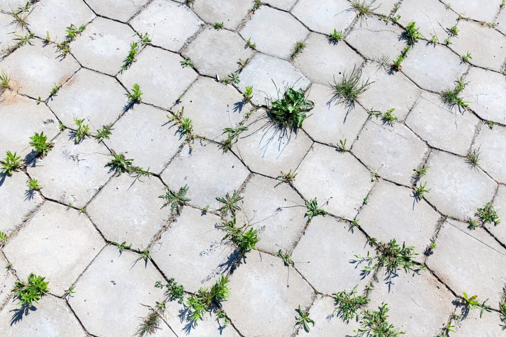 weeds-in-between-pavers