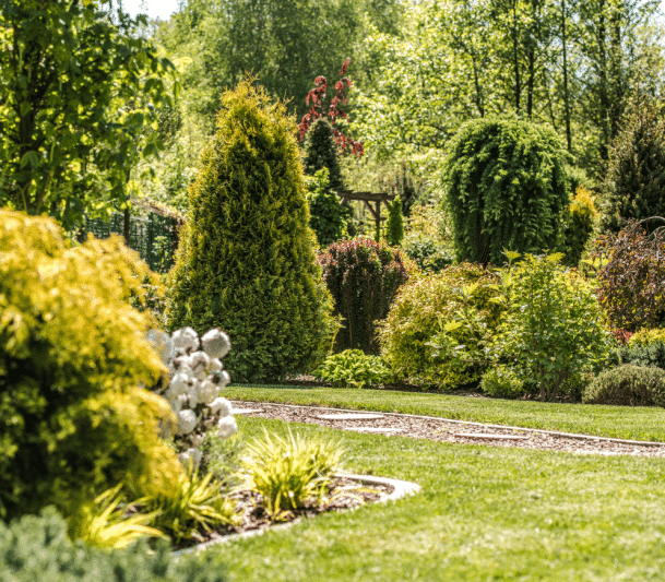 Beautiful yard with evergreens